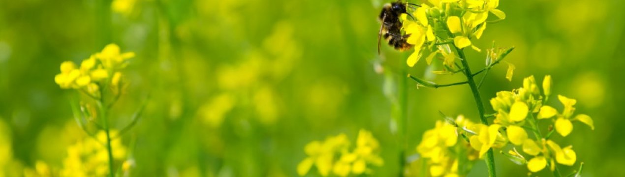 Сидерати для картоплі: як вибрати найкращі, терміни та особливості посадки