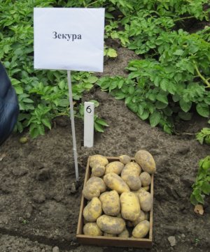 Сорт картоплі зекура Сорт картоплі зекура