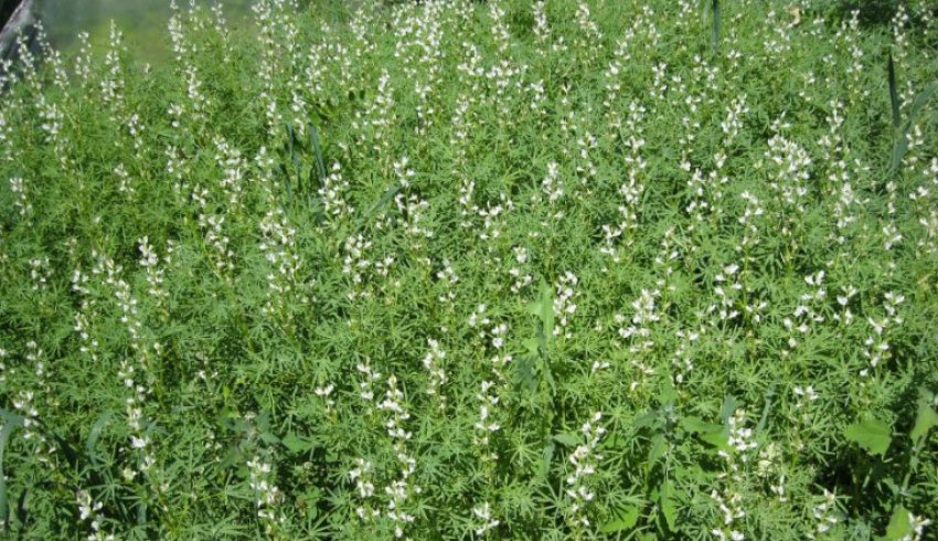 Сидерат люпин