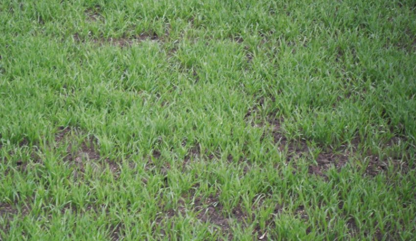 Жито як сидерат