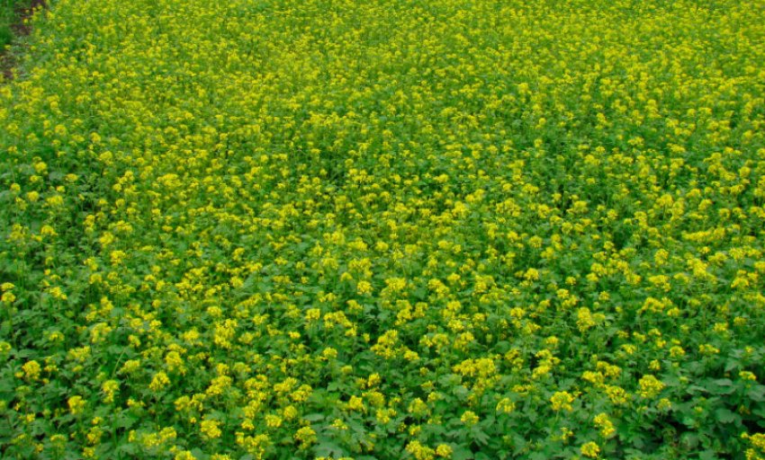 Гірчиця як сидерат