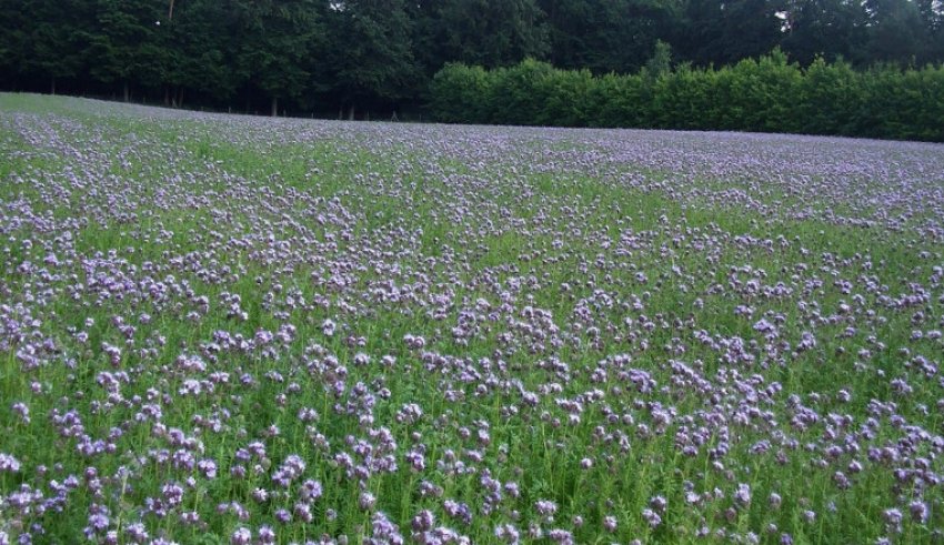 Фацелія як сидерат