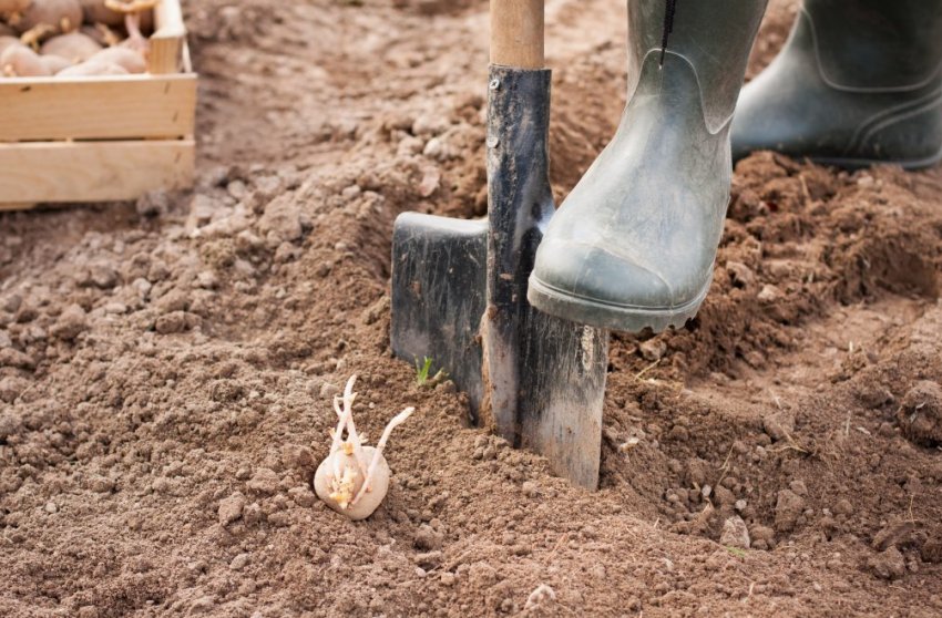 Посадка картоплі