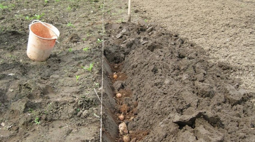 Посадка картоплі