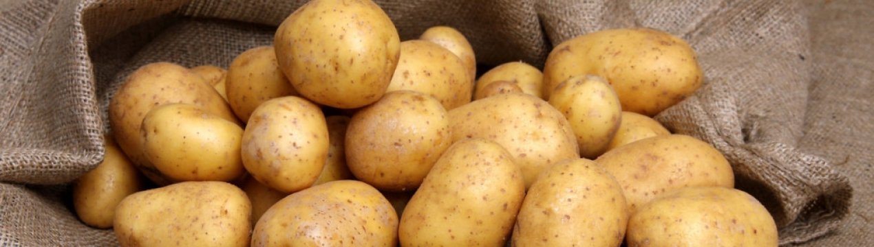 Сорт картофеля Ирбитский: характеристика и особенности выращивания сорта