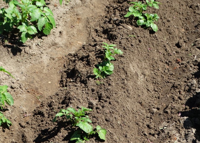 Підгортання картоплі