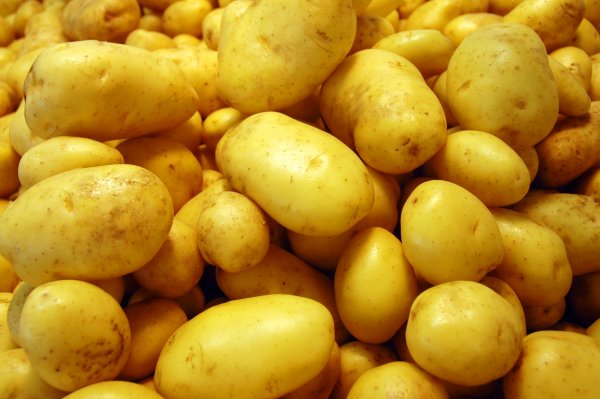 Описание сорта картофеля Зекура его характеристика и урожайность