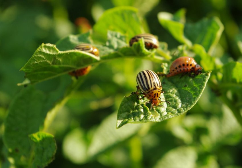 Колорадський жук