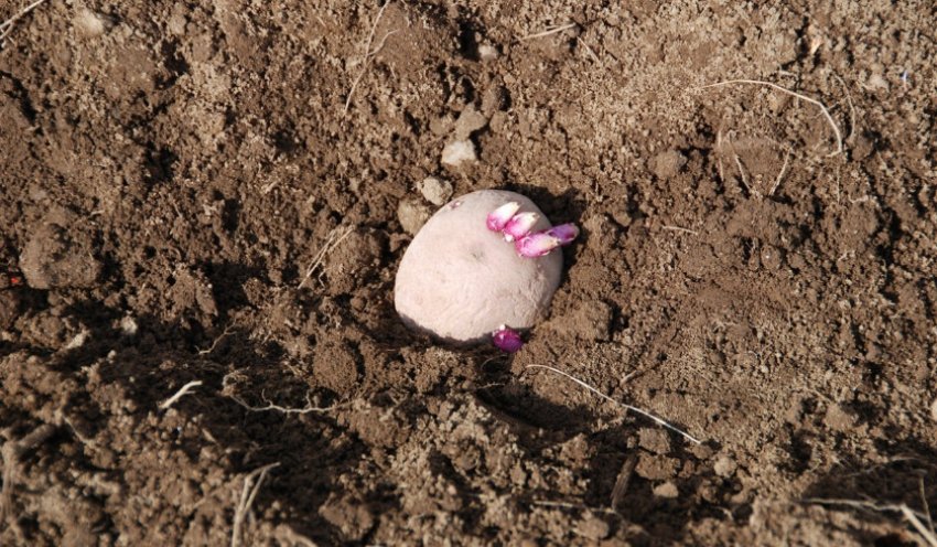 Посадка картоплі