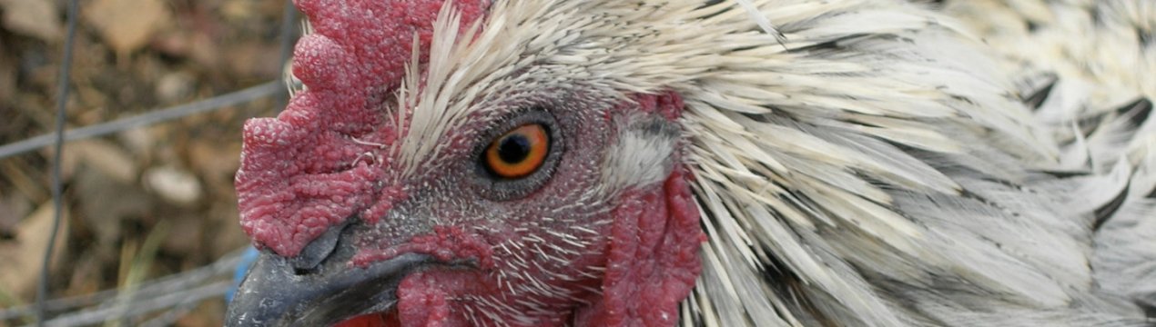 Чому кури чхають, хриплять, кашляють: причини, методи лікування