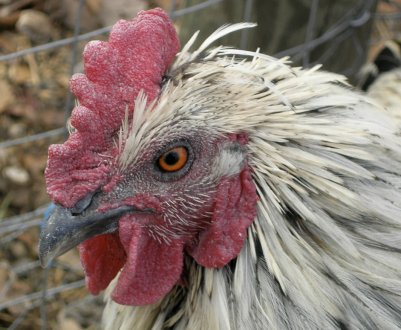Чому кури чхають, хриплять, кашляють: причини, методи лікування