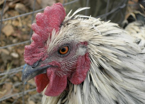 Чому кури чхають, хриплять, кашляють: причини, методи лікування