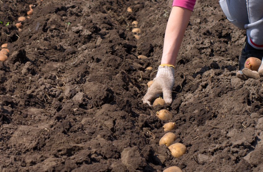 Посадка картоплі