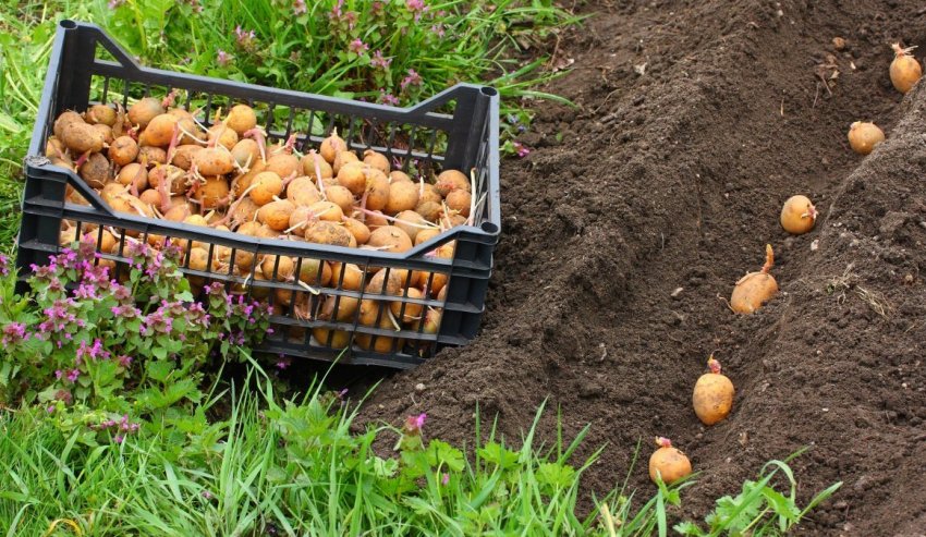 Картоплю для посадки