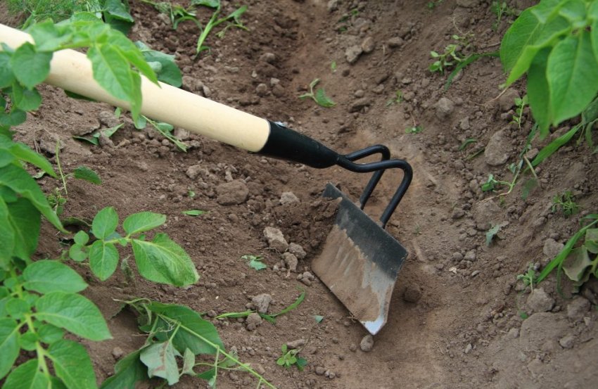 Підгортання картоплі