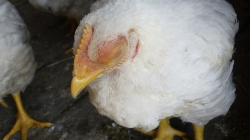 Ринотрахеїт