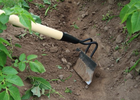 Для чего нужно окучивание картофеля, и как правильно его проводить?