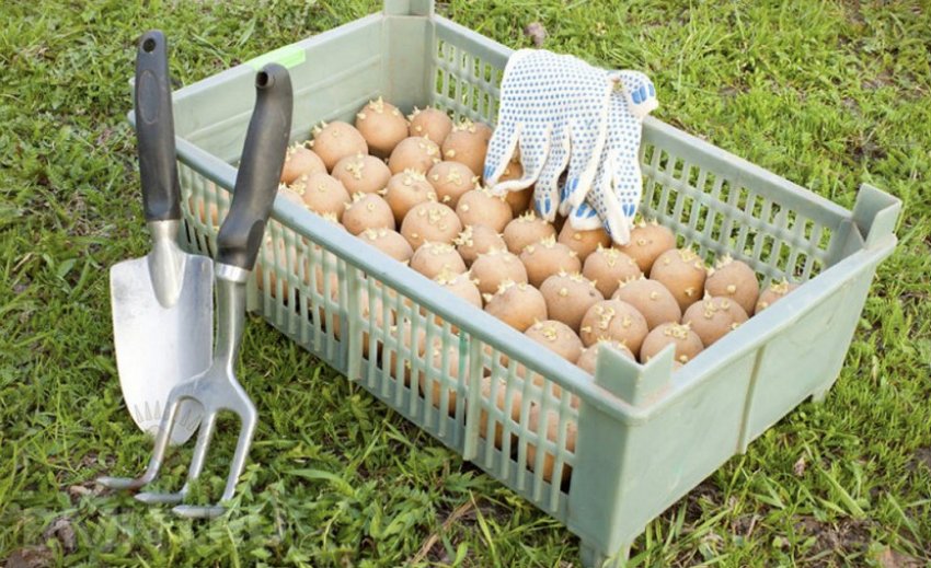 Посадковий матеріал Посадковий матеріал