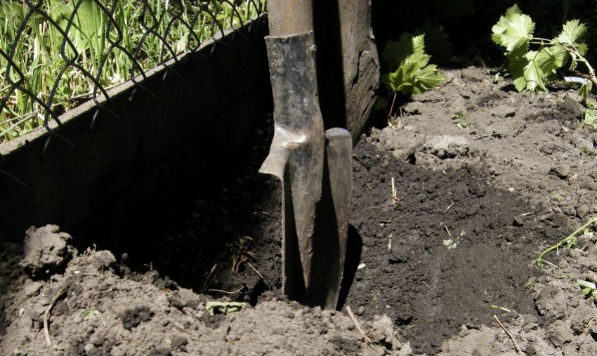 Викопування кущів винограду Викопування кущів винограду