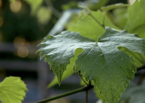 Сроки и основные правила пересадки винограда осенью