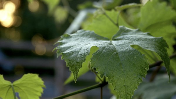 Когда лучше пересадить виноград весной или осенью