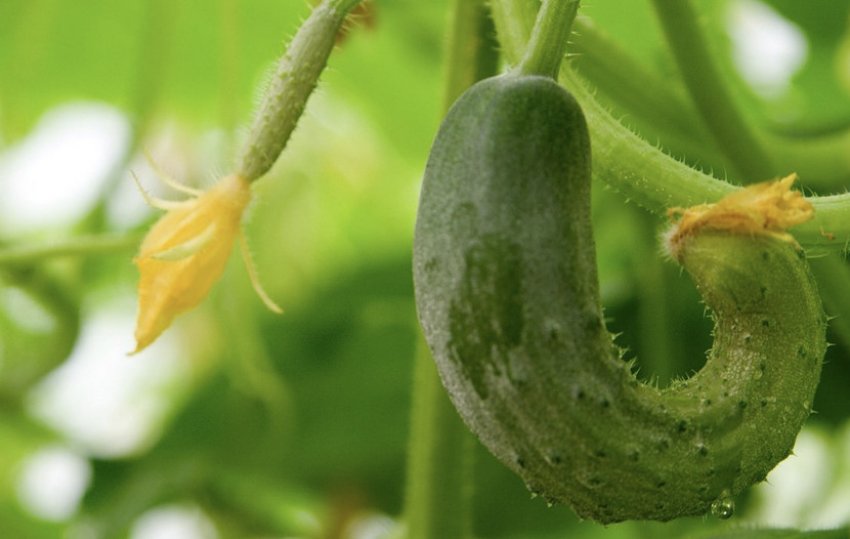 Огірок Огірок