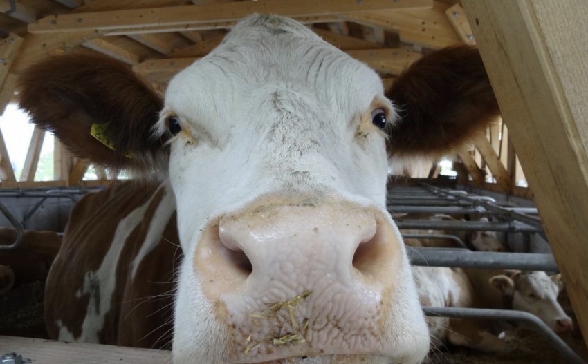 Корова в стійлі