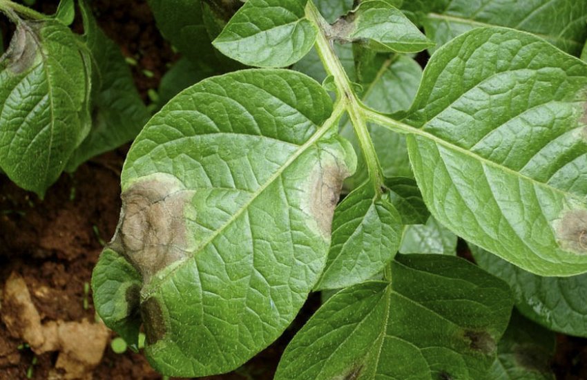 Фітофтора на аркуші картоплі