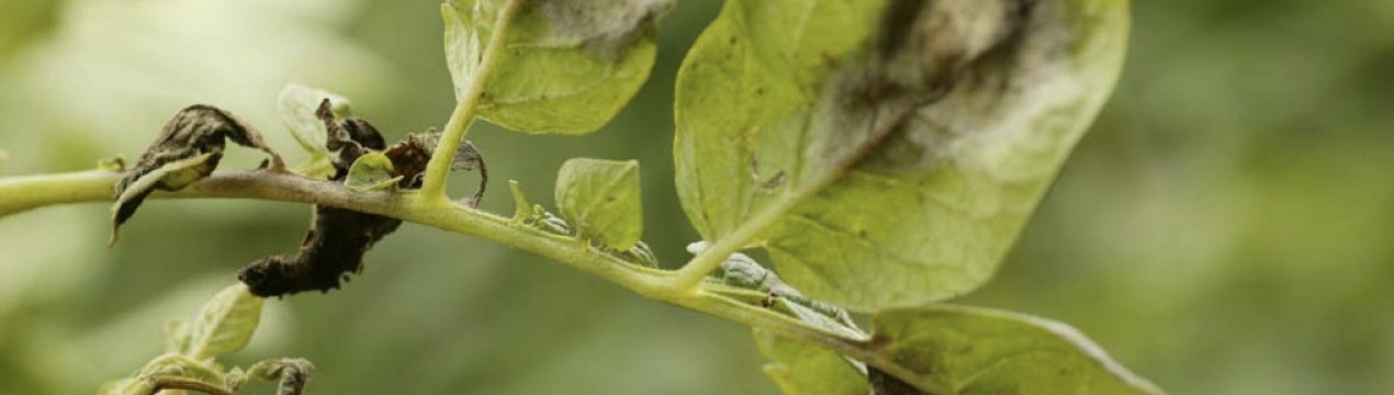 Як лікувати фітофтороз картоплі