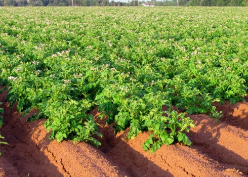 Особливості внесення добрив для картоплі при посадці