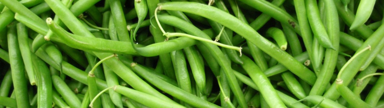 Вирощування стручкової квасолі: правила догляду