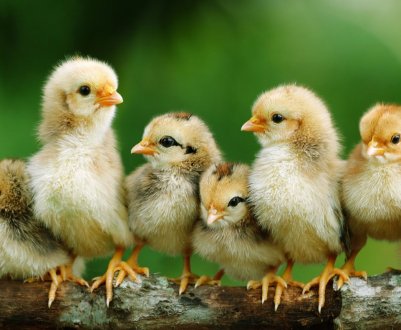 Правильний режим обігріву для курчат за допомогою теплових ламп