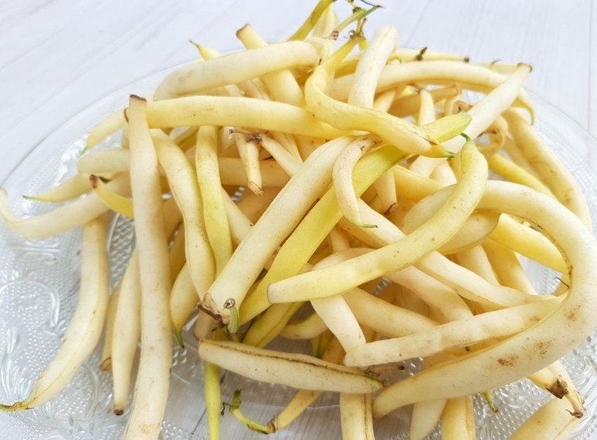 Біла квасоля