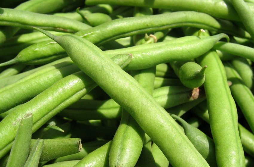 Зелена квасоля