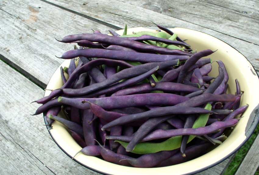 Фіолетова квасоля