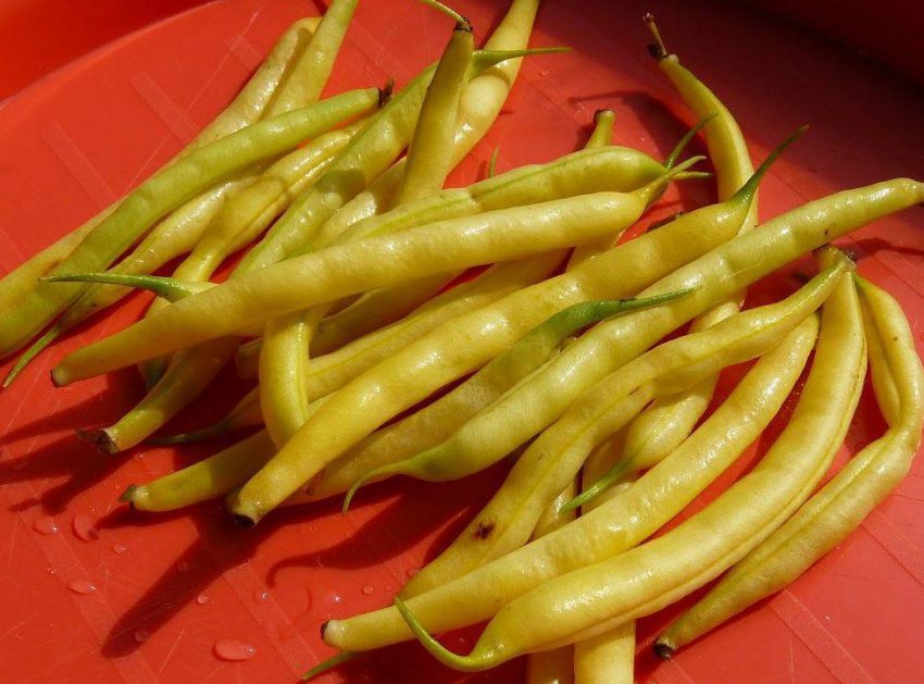 Жовта воскова квасоля