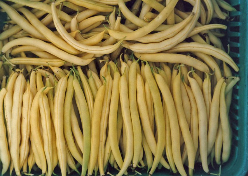 Оленячий король