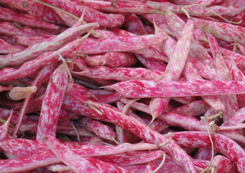 Королівський пурпурний стручок