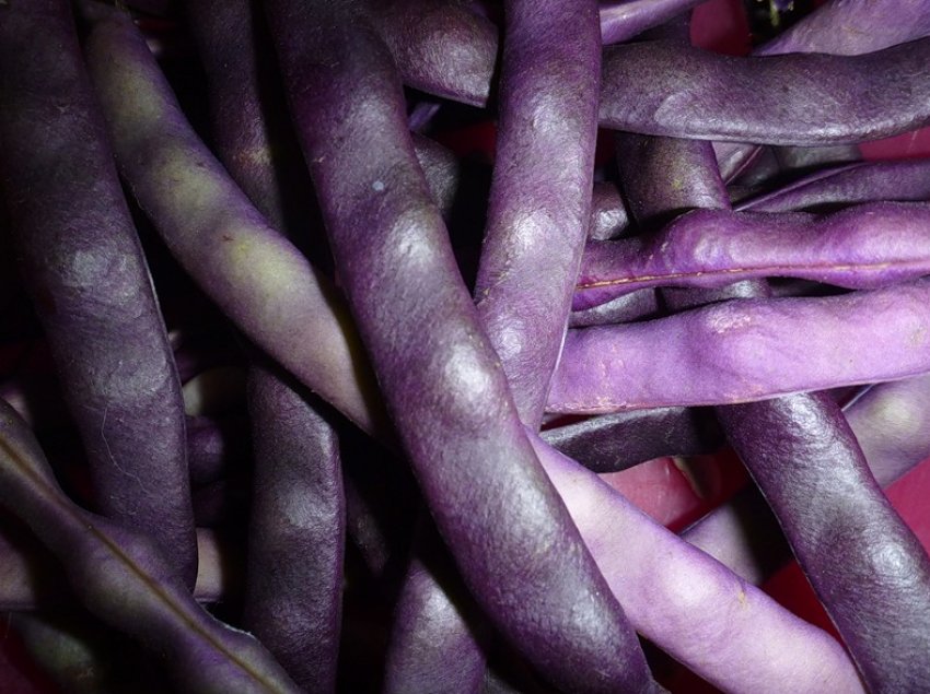 Блау Хільде