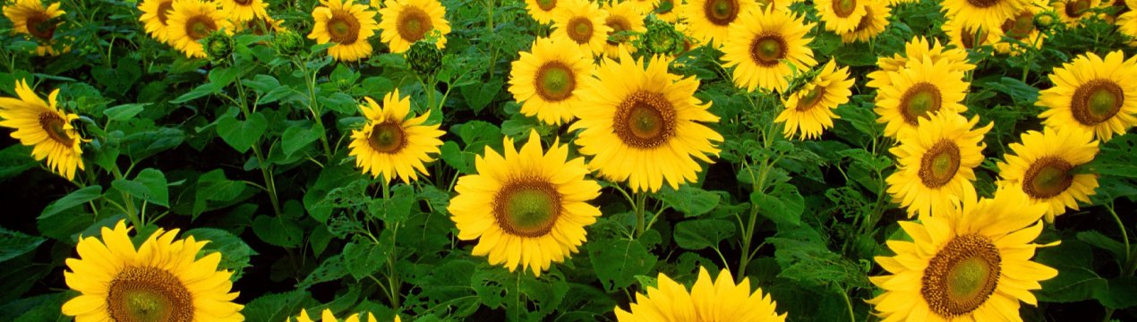 Соняшник-агресор «пограбував» український чорнозем