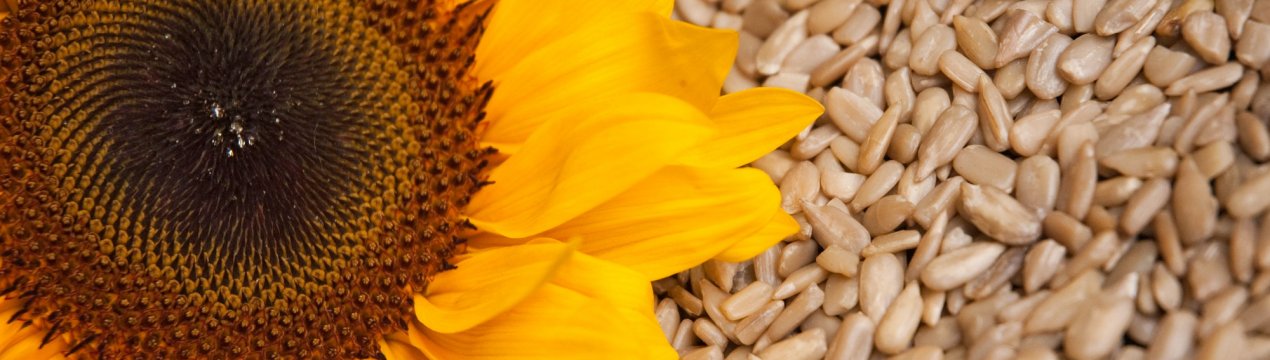 Дефектні насіння соняшнику проросли в 90 мільйонів збитків