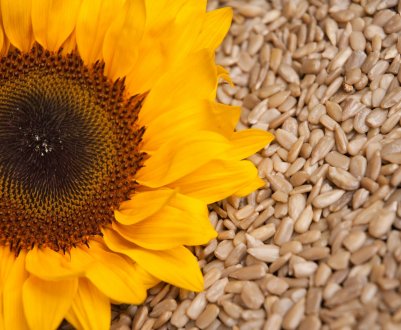 Дефектні насіння соняшнику проросли в 90 мільйонів збитків