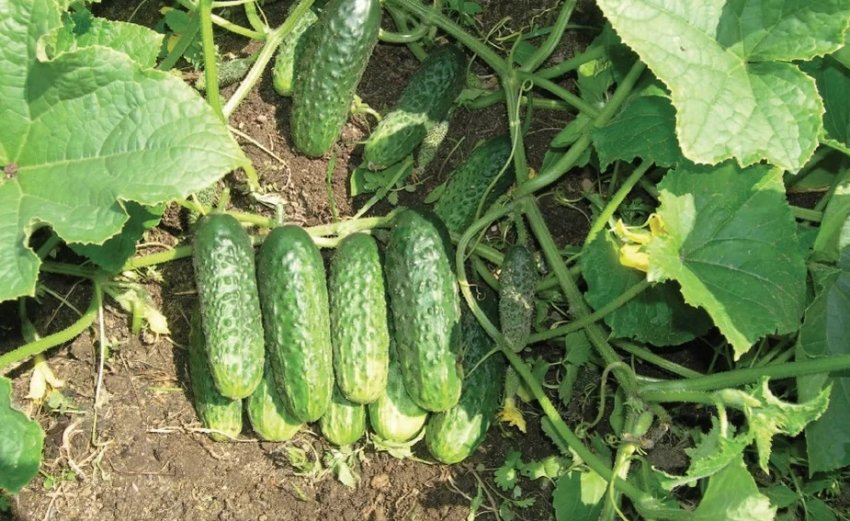 Огірки Огірки