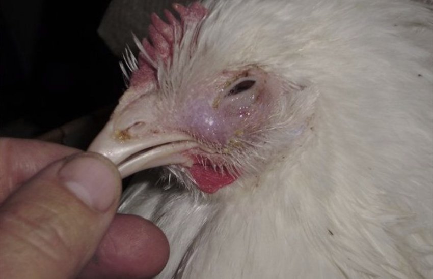 Мікоплазмоз