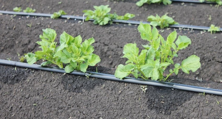 Картоплю Картоплю