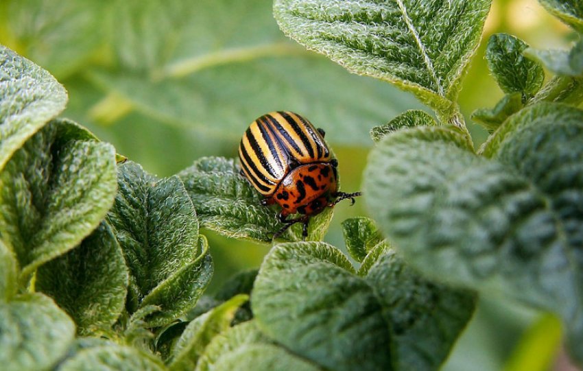 Колорадський жук Колорадський жук