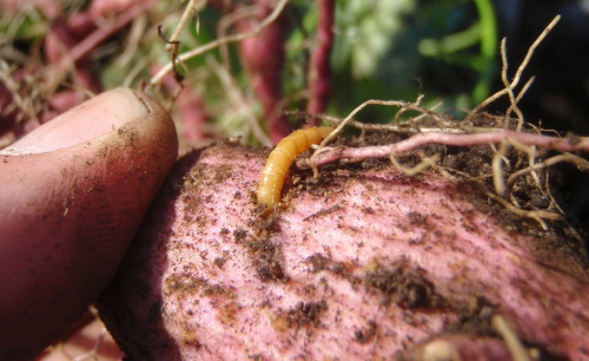 Дротянка Дротянка