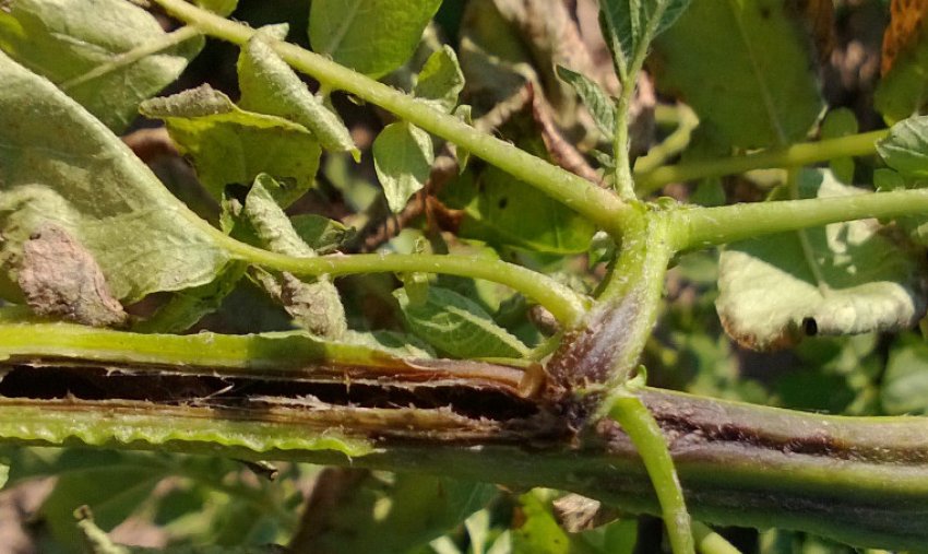 Чорна ніжка на картоплі Чорна ніжка на картоплі