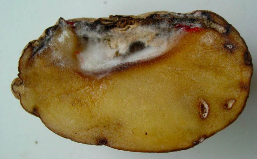Картопляна гниль Картопляна гниль