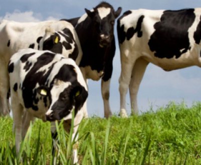 Як спаровуються корови